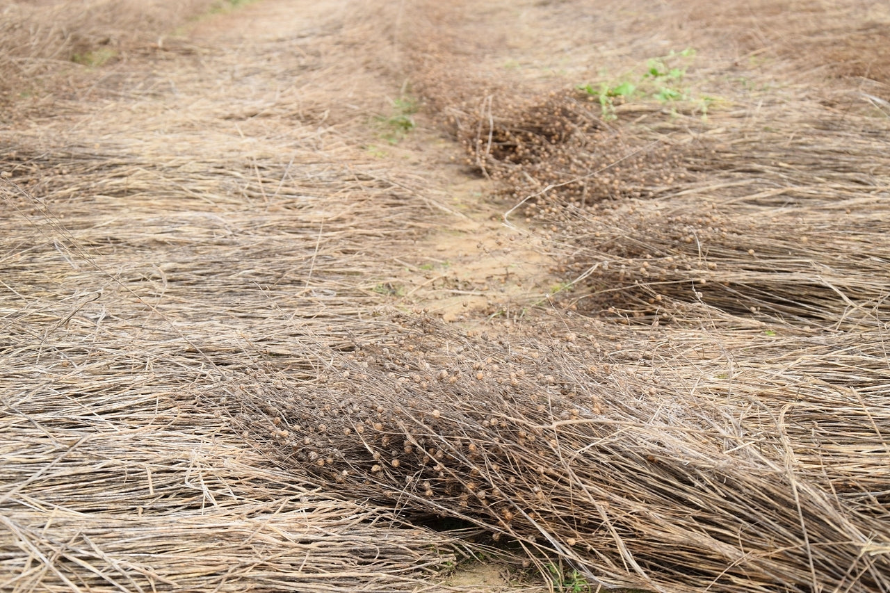 リネン　リネン畑