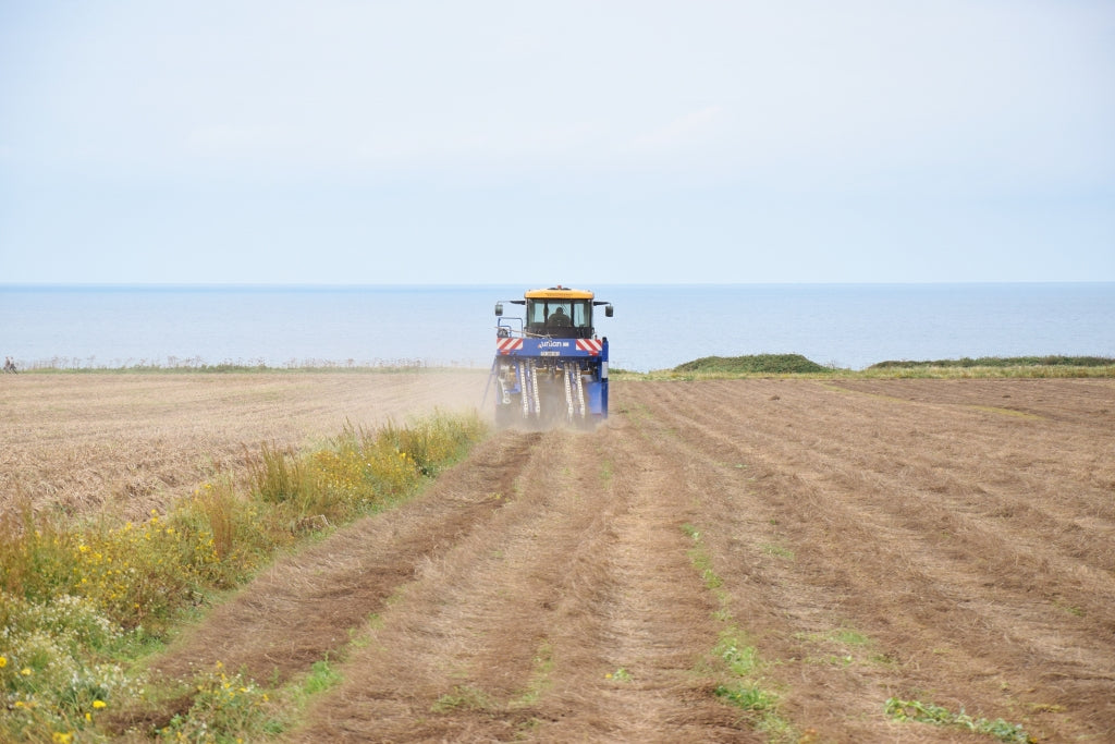 フランスノルマンディー地方の海の見えるリネン畑をトラクターが走る　フラックス畑